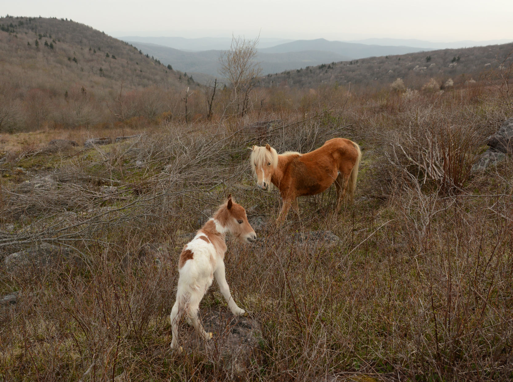 Mount Rogers National Recreation Area